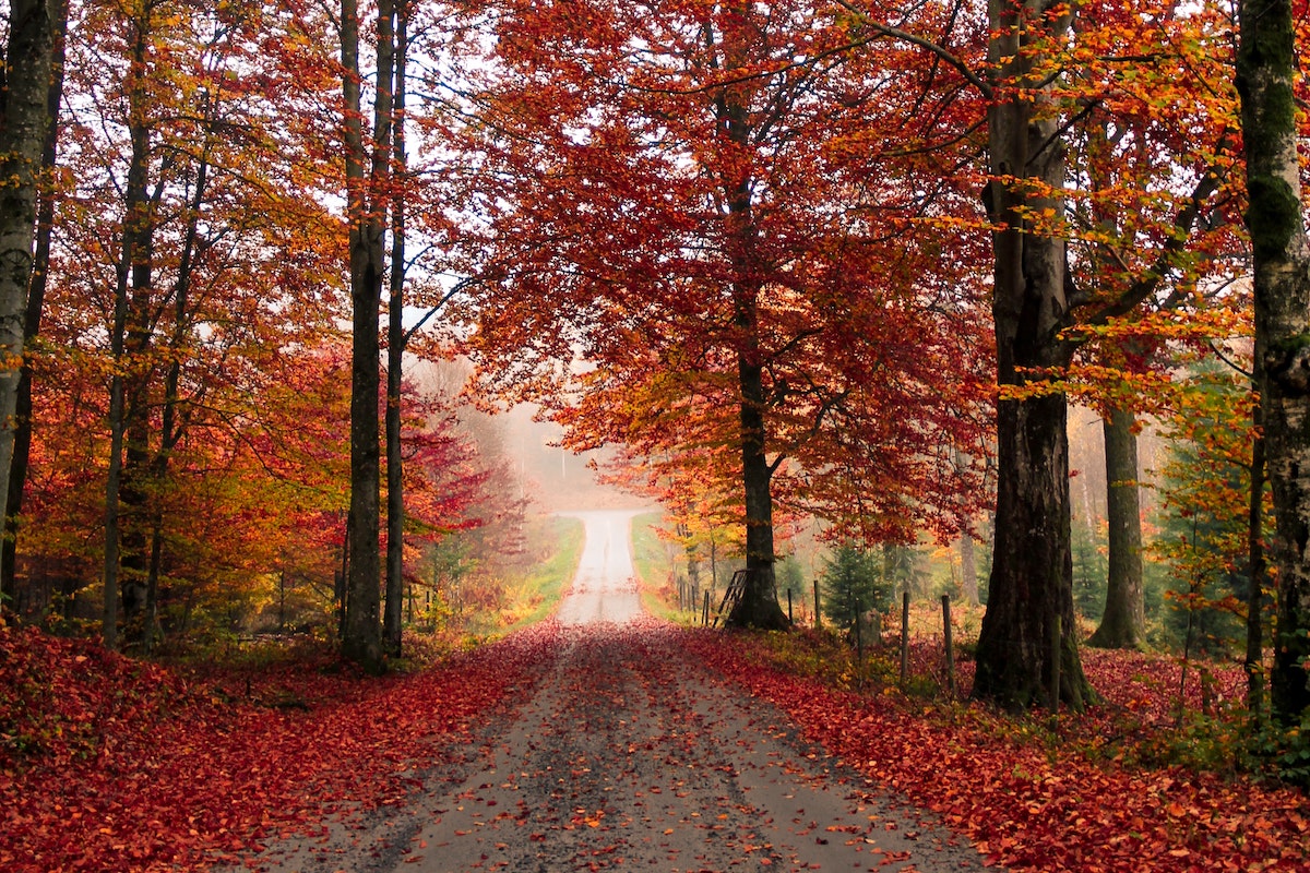 Autumn Road