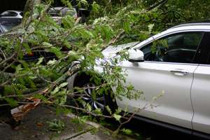Car with tree on bonnet